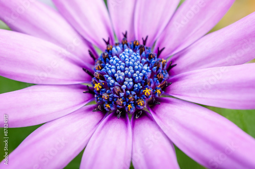 Fototapeta Naklejka Na Ścianę i Meble -  Beautiful purple daisy flower macro close up in garden