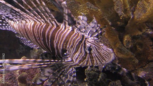 Lion fish in sea water 4K