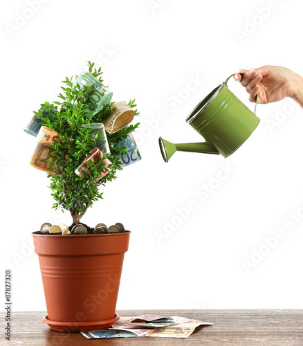 Female hand watering decorative tree in pot with money isolated on white