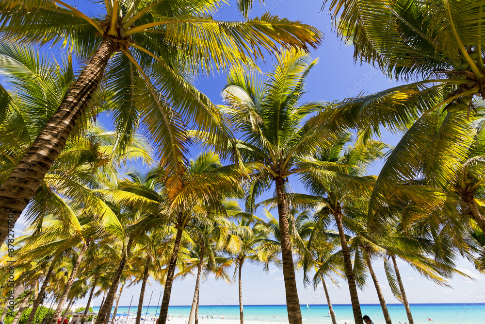 Obraz premium Caribbean beach.