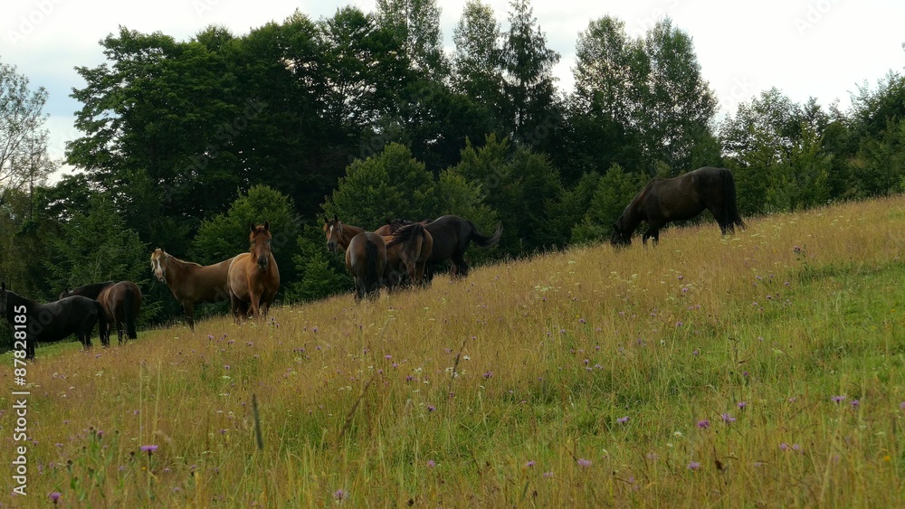 4k,
A herd of horses grazing on mountain pasture 4k,
A herd of horses grazing on mountain pasture