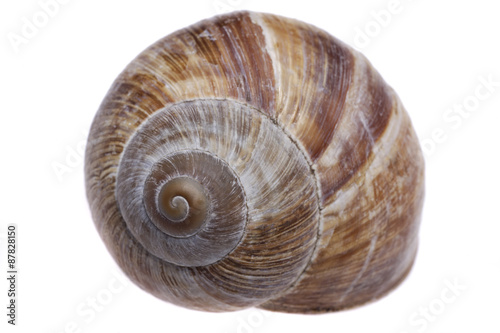 Shell der Schnecke vor weißem Hintergrund, close up