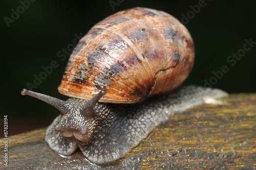 snail slides over garden tool