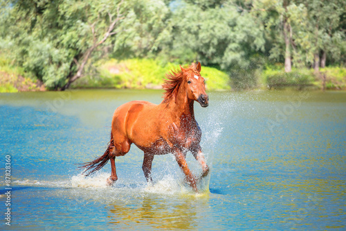 Fototapeta Naklejka Na Ścianę i Meble -  horse