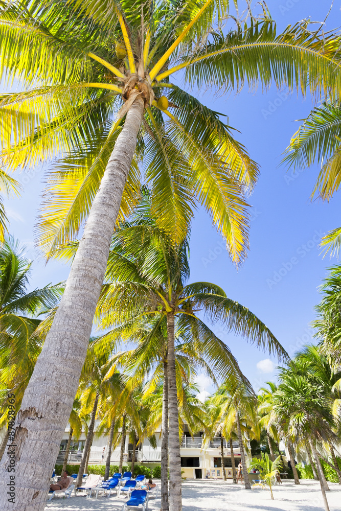 Obraz premium Caribbean beach.