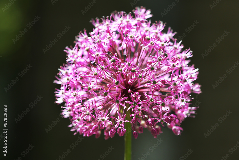 Purple flower on blurred background Purple flower on blurred background