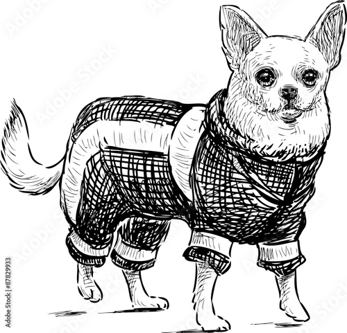 small dog for a walk
