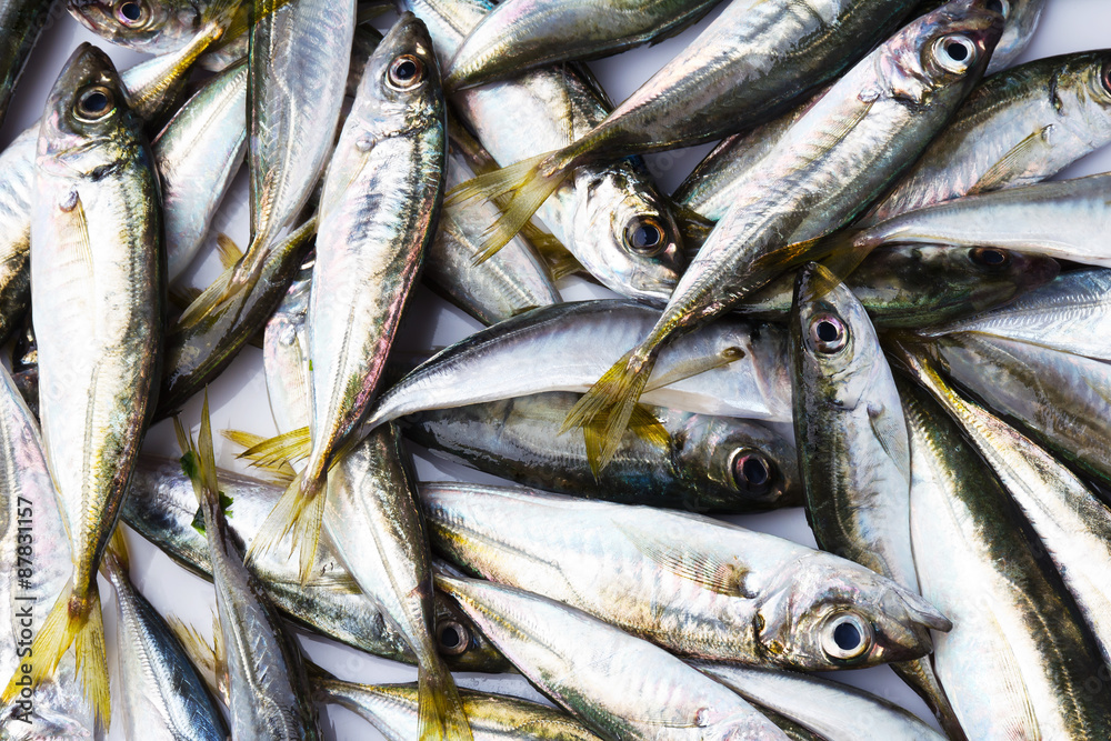 Obraz premium Black Sea fresh scad fish