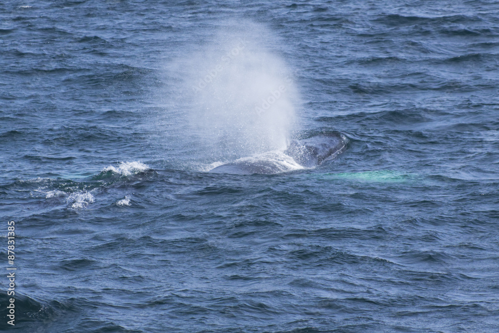 Fototapeta premium Whale watching.
