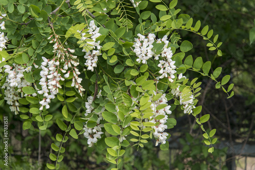 Robinier faux acacia, Robinia pseudoacacia photo