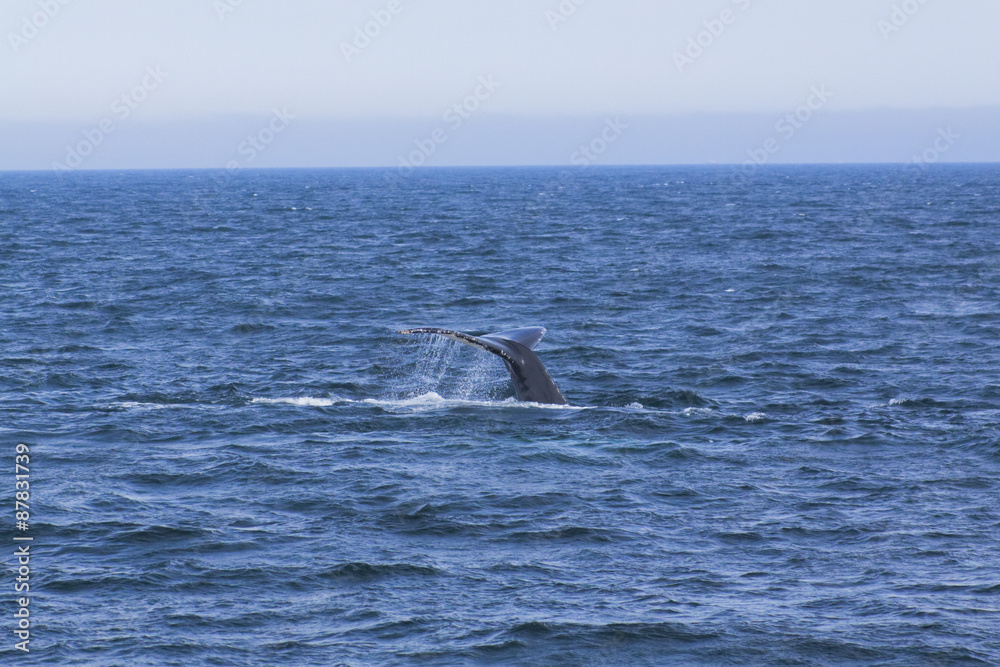 Fototapeta premium Whale watching.