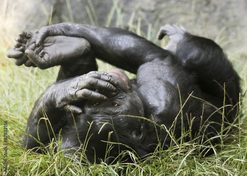 A Bonobo Rolls Around in the Grass A Bonobo Rolls Around in the Grass