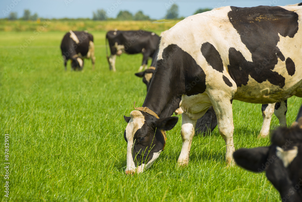 Herd of cows grazing in a meadow in summer Herd of cows grazing in a meadow in summer