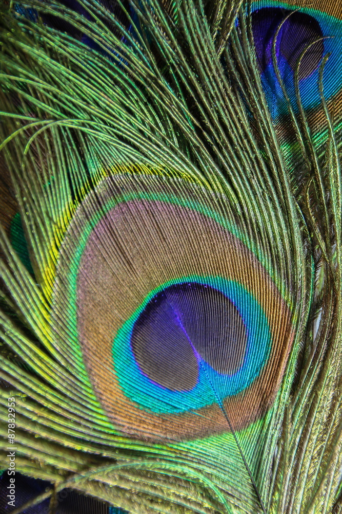 Fototapeta premium Peacock Feather