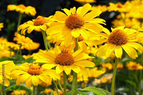 Fototapeta Naklejka Na Ścianę i Meble -  Heliopsis helianthoides 