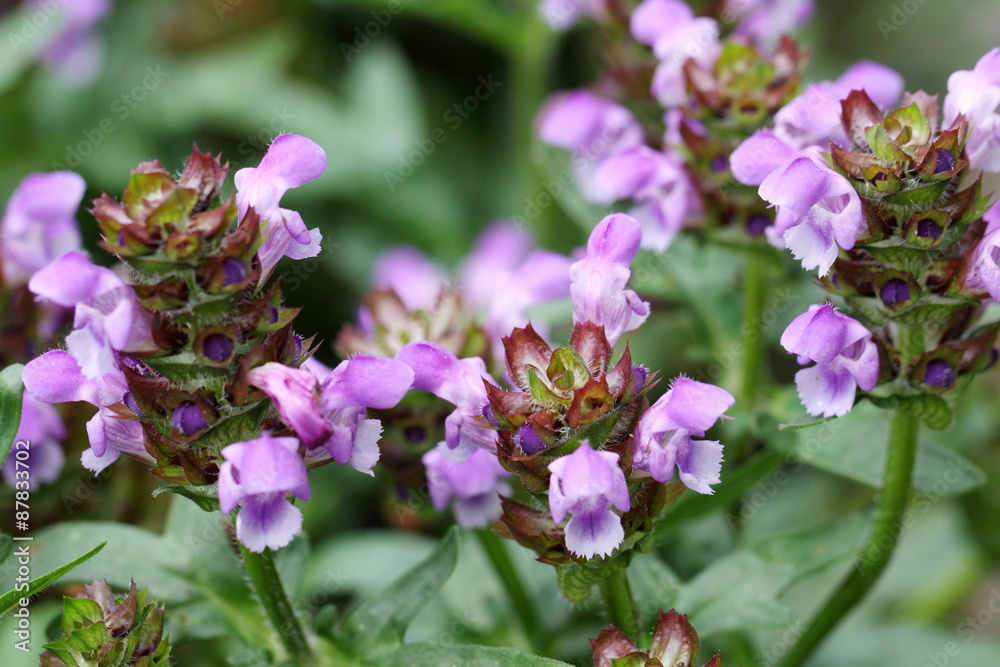 Ajuga reptans flowers Ajuga reptans flowers