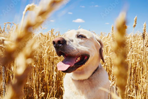 Dog in cornfield