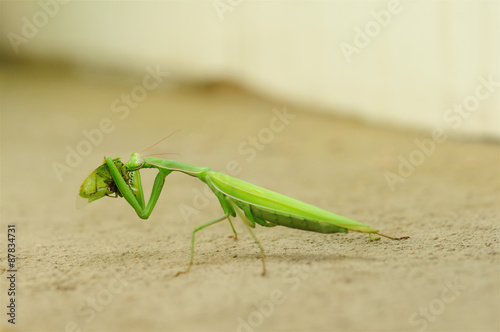 Photography of praying mantis eating sitting on sand 1