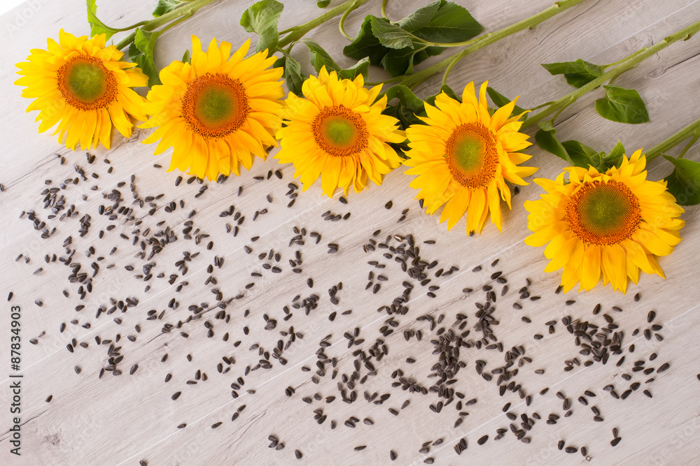 Obraz premium Sunflower with seeds.