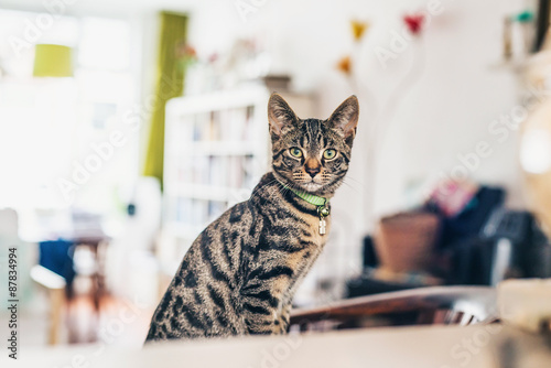 Fototapeta Naklejka Na Ścianę i Meble -  Alert grey tabby cat staring at the camera