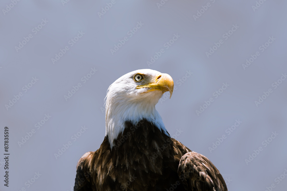 Obraz premium Bald Eagle