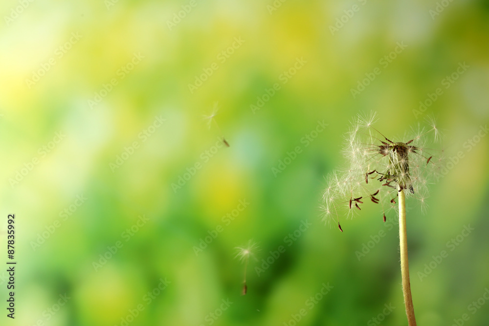 Blown dandelion on green blurred background Blown dandelion on green blurred background