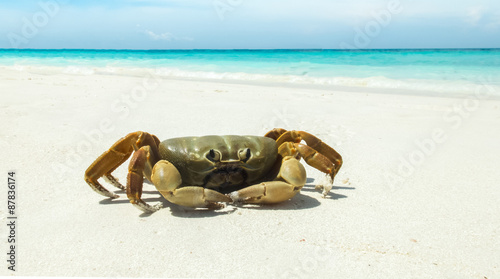 Chicken Crab on The White Sea Sand Beach with Clear Sea and Sky in Background used as Template