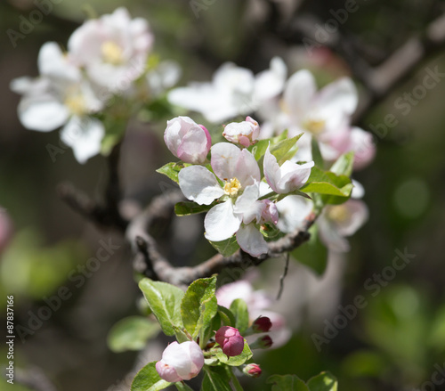 flowers on the fruit tree in nature