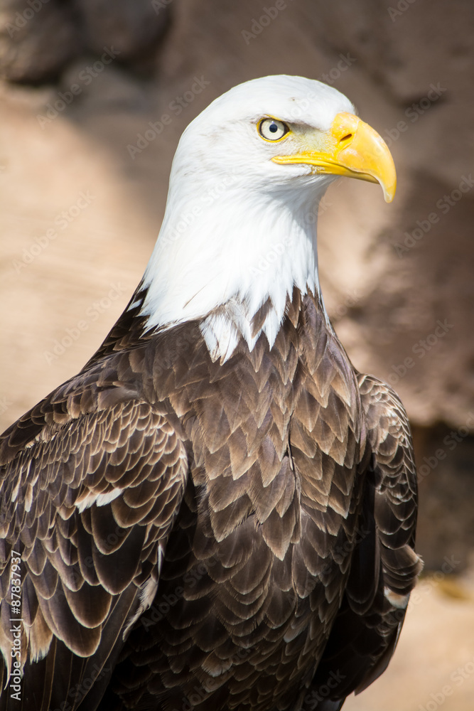 Obraz premium Birds of Prey - Bald Eagle