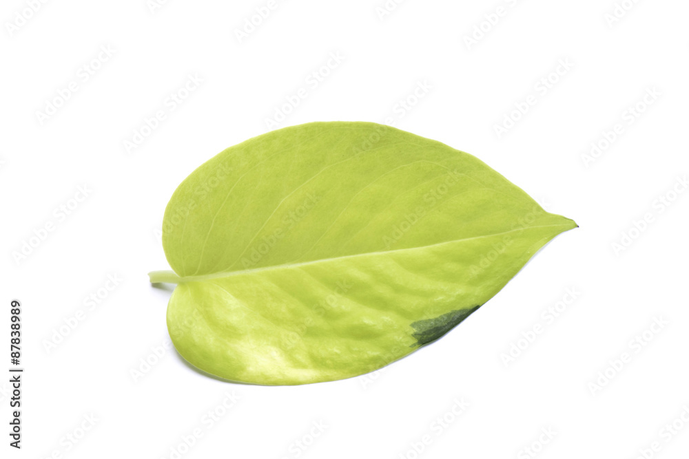 Scindapsus aureus's leaf isolated  on white background