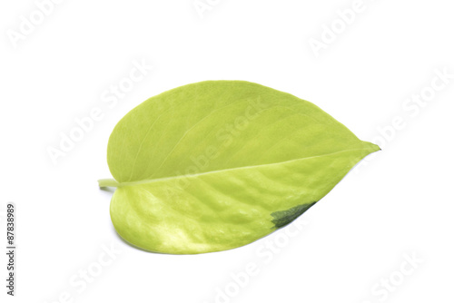 Scindapsus aureus's leaf isolated on white background