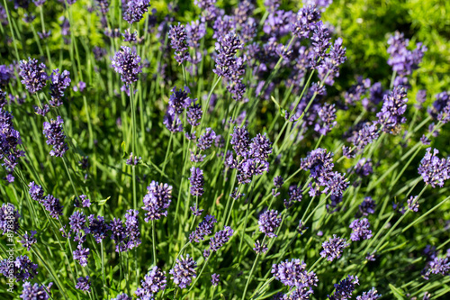 Garden with the flourishing lavender