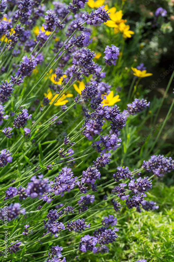 Obraz premium Garden with the flourishing lavender