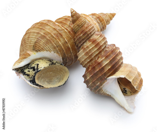 japanese whelk, lighthouse tsubu isolated on white background