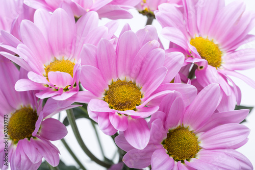 Close up of the pink chrysanthemum flowers