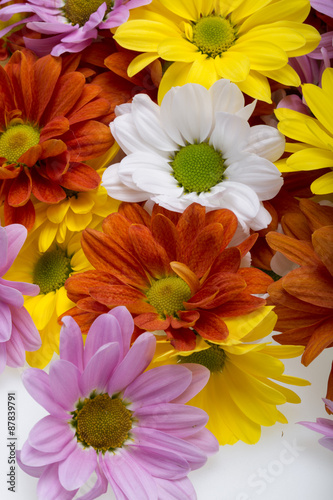 Close up of the colorful chrysanthemum flowers