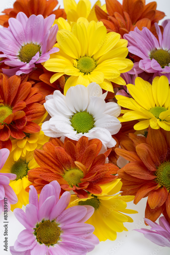 Close up of the colorful chrysanthemum flowers