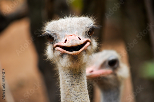 ostrich © J.NATAYO