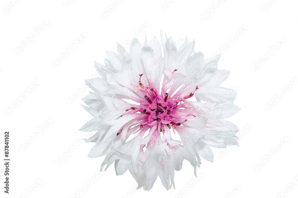 Cornflower white with pink middle on a white background