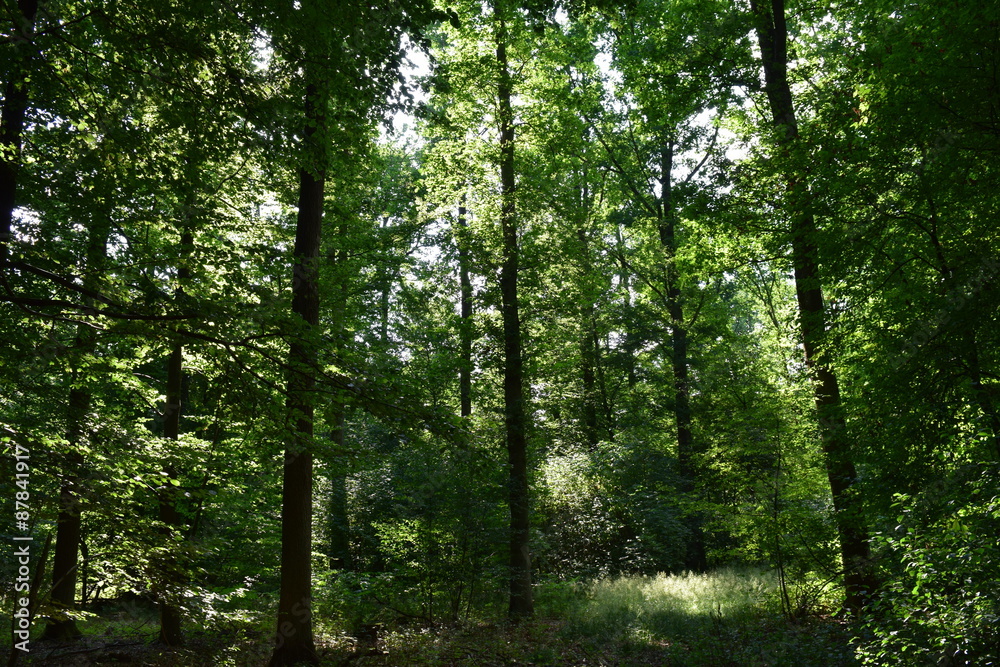 Fototapeta premium Wald Panorama mit Sonnenstrahlen