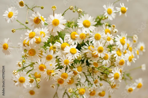 chamomile flowers 