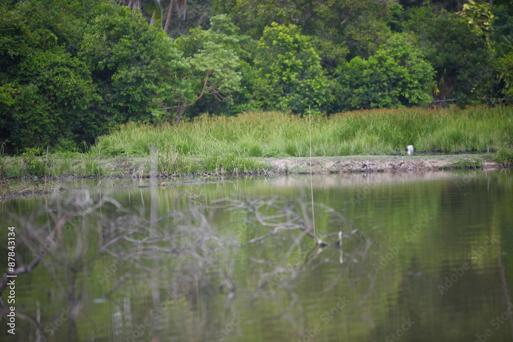 duck swimming in pond