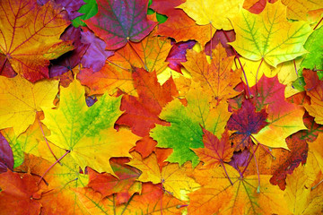autumn colorful leaves background