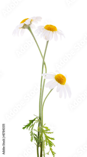 Small chamomile flower isolated on white