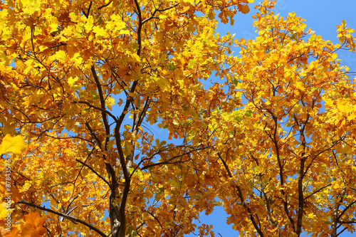 autumn leaves on oak tree
