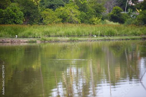 duck swimming in pond