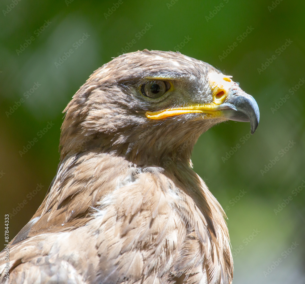 Portrait of an eagle in nature Portrait of an eagle in nature