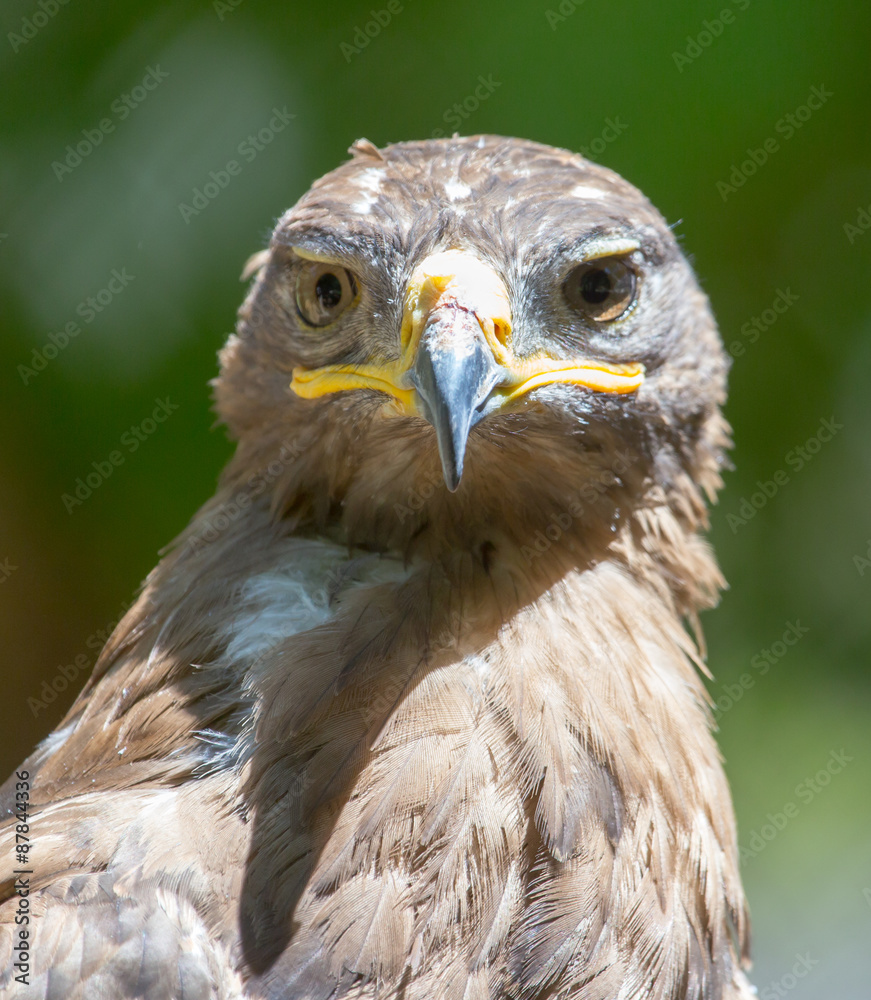 Portrait of an eagle in nature Portrait of an eagle in nature