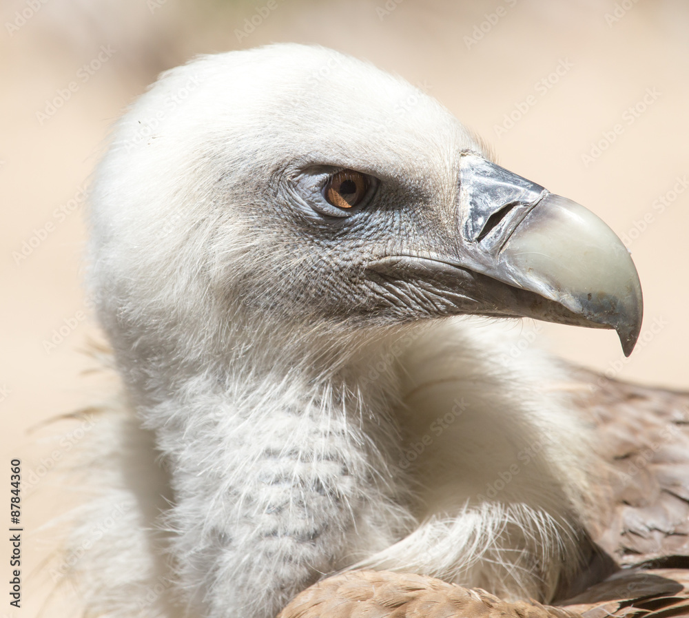 Portrait of vulture in the nature