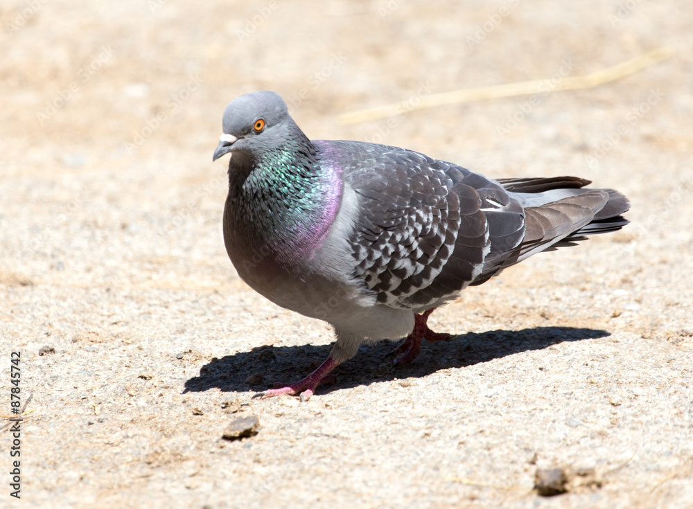 dove on the ground dove on the ground